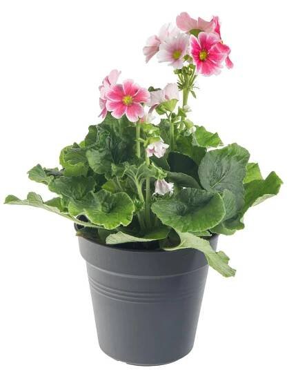 Prvosenka číškovitá, Primula obconica, bílo - růžová skladem