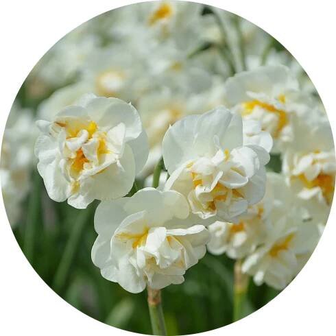 Narcis mnohokvětý - Narcissus 'Bridal Crown' (1 ks/ 5 ks/ 10 ks)