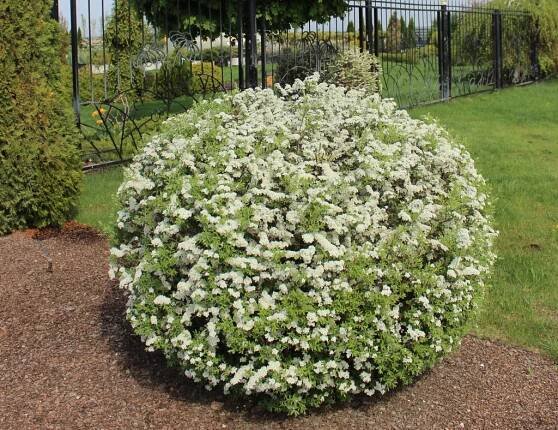 Jak dlouho kvete Grefsheim spirea?