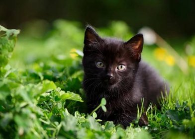 Jak volat černou kočku nebo kočku? 19 fotografií Seznam krásných a neobvyklých jmen, které lze nazvat koťata-kluci a dívky