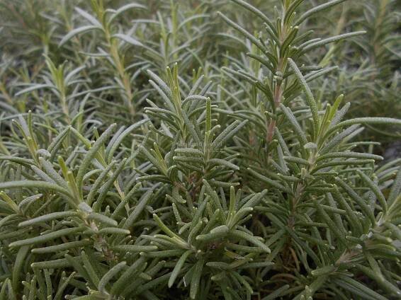 Rosmarinus officinalis " Salem " - rozmarýn lékařský Zahradnictví Krulichovi - zahradnictví, květinářství, trvalky, skalničky