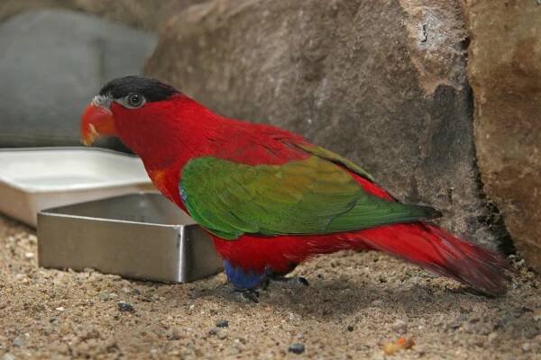 Purple-naped lory