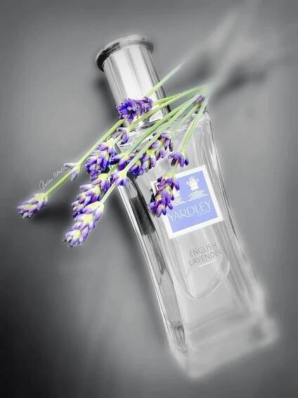 English Lavender Yardley pro ženy