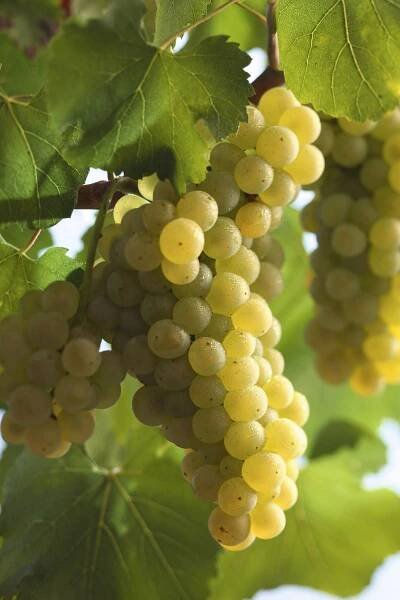 Rebsorten | Weinhaus Wasenweiler