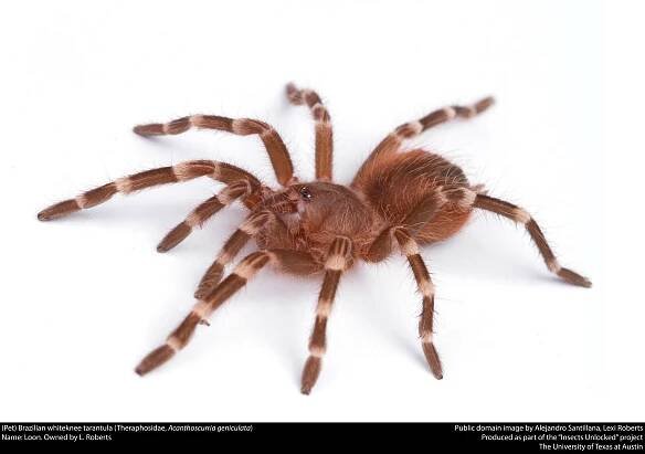 Brazilian whiteknee tarantula