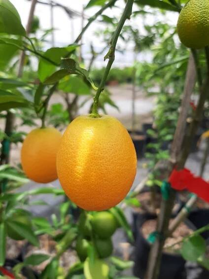 www.holmbergfarms.com - Home