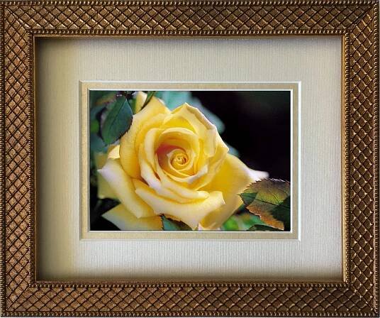 ellow-rose-photo-framed-sister-rose-marie.jpg