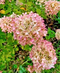 Hortenzie latnatá (Hydrangea paniculata), květy, květenství
