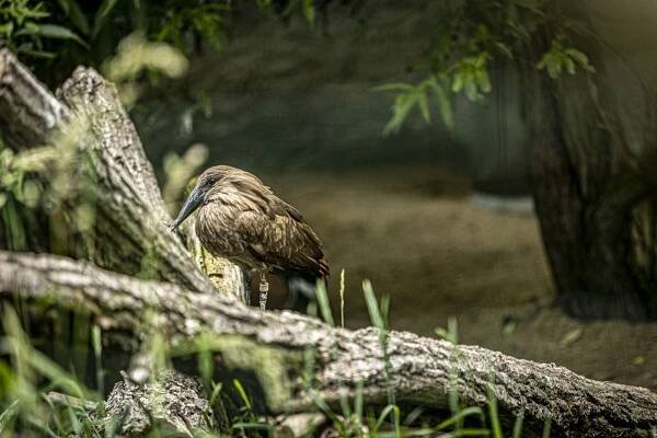 Zoo Hluboká nad Vltavou - Jakub Kováč (fotograf)