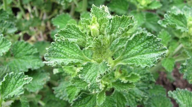 Jablečník obecný (Marrubium vulgare) je léčivá rostlina z čeledi hluchavkovité (Lamiaceae), podobně jako dobromysl obecná, mateřídouška obecná, šalvěj lékařská, rozmarýn lékařský nebo tymián obecný.