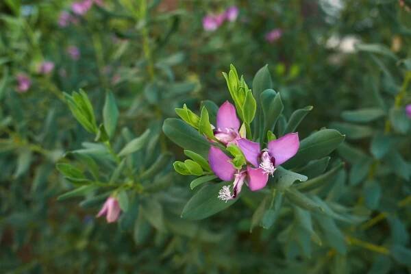 polygala myrtifolia - conway south carolina - stock snímky, obrázky a fotky