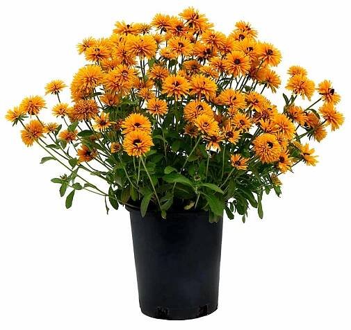Rudbeckia 'Lion Cub'