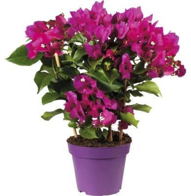 Bougainvillea rostlina v květináči