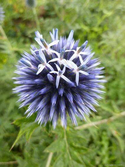 Bělotrn modrý - Echinops ritro