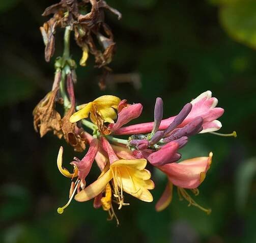 Lonicera x heckrottii - Wikibooks, open books for an open world