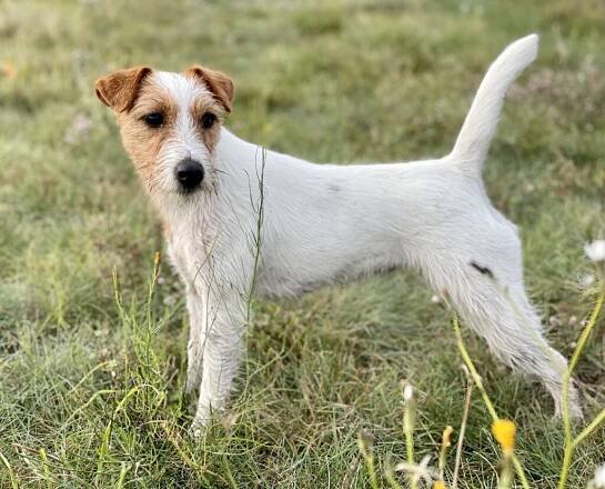Nachzucht – McAllister's Jack Russell Terrier