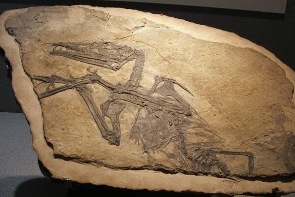 Eudimorphodon