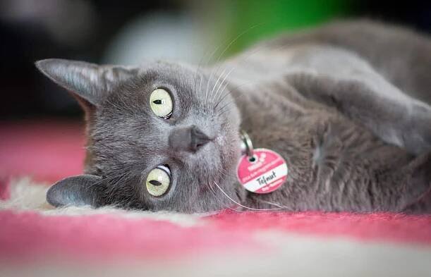 100+ Goddess Names for Cats: Purrrfect Ancient Inspirations