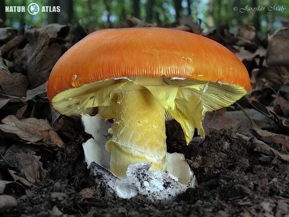 muchomůrka císařka (Amanita caesarea)