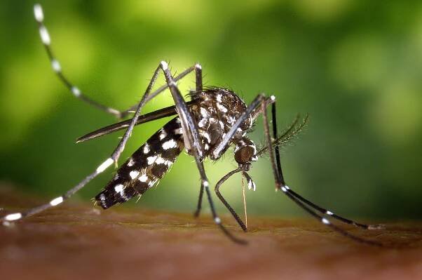 38-facts-about-epizootic