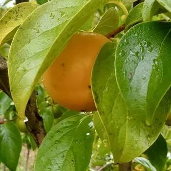 tomel japonský ´Cioccolatino´ lat. Diospyros kaki 110-140 Cm