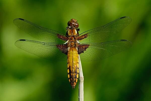MacroPhoto - Vážka ploská (Libellula depressa)