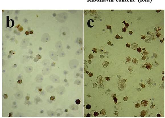 Fig. 5 Effects of environmental pollution on riboflavin content (a) and expression of metallothionein (b, ¢) in earthworm coelomocytes. (a) Riboflavin content in coelomic fluid retrieved 4 weeks after transferal of adult specimens of Dendrobaena veneta (D.v), Eisenia andrei (E.a), and Allolobophora chlorotica (Al.ch) from commercial organic soil to fresh soil samples of the same quality (organic R) or natural soil from unpolluted sites (ZM and SF) or sites heavily polluted with metals (BF and BM); (b, c). Immunohistochemical detection of metallothionein 2 (WMT2) expression (brown deposits) in coelomocytes extruded after earthworm exposure to water (b) or cadmium chloride (c) 