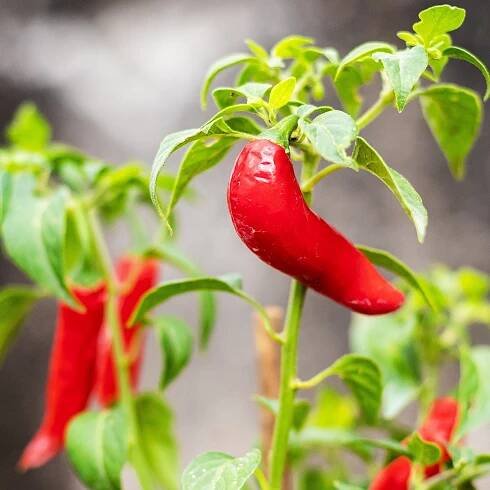 Semena chilli papriček – Chilli Serrano – Capsicum annuum