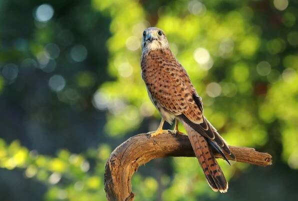 Poštolka obecná (Falco tinnunculus) – Miroslav Hlavko / Shutterstock