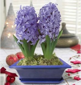 Jak pěstovat hyacint - pravidla pro pěstování květin ze semen, cibulí nebo ve vodě doma