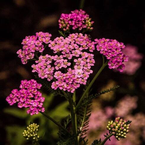 Řebříček tužebníkový Colorado mix - Achillea millefolium - semena řebříčku - 20 ks
