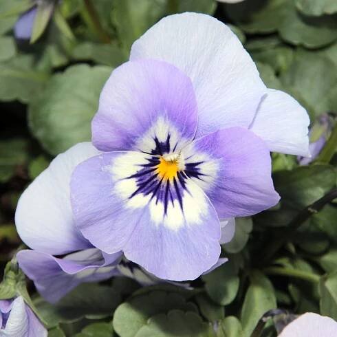 Semienka fialky – Fialka rohatá Sorbet Icy Blue – Viola cornuta