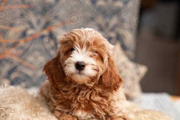 Cavapoochon (Cavalier x Poodle x Bichon)