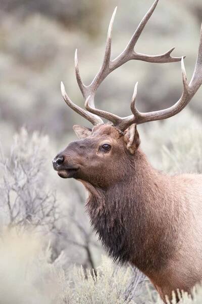 Wapiti