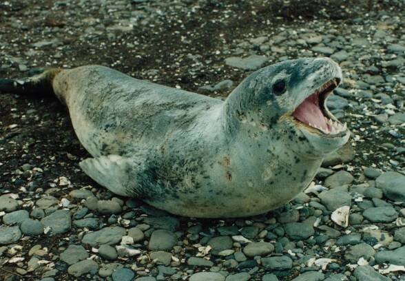 Soubor:Hydrurga leptonyx.JPG – Wikipedie