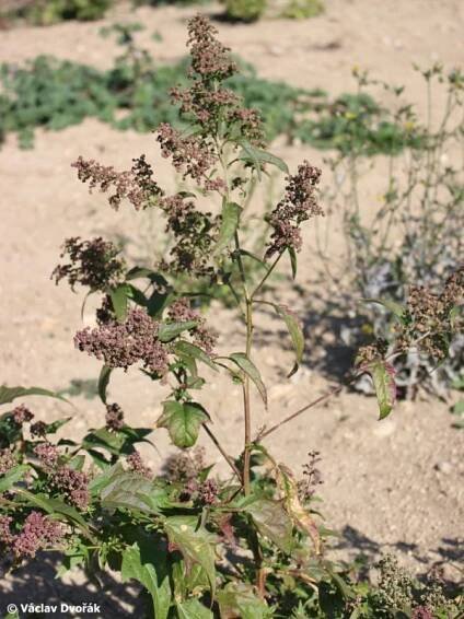 Chenopodium hybridum - merlík zvrhlý | Amaranthaceae - laskavcovité | Natura Bohemica