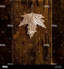 Dry autumn leaf on brown wooden background Stock Photo