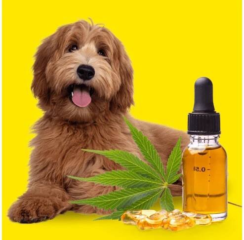 CBD pro psy a jiná zvířata