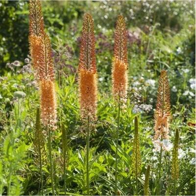Liliochvostec Pinokkio - Eremurus - prodej kořenových hlíz - 1 ks od 96 Kč - Heureka.cz