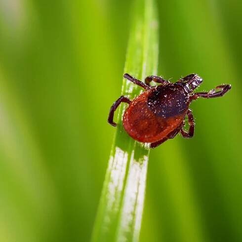 Death from rare tick-borne virus reported in Maine
