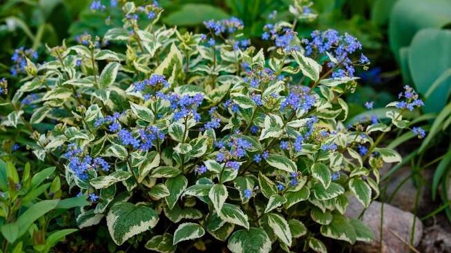 17 Beautiful Ground Covers for Shade