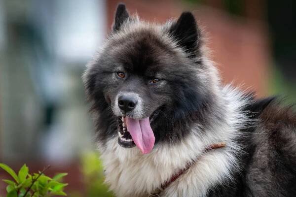 Chusky