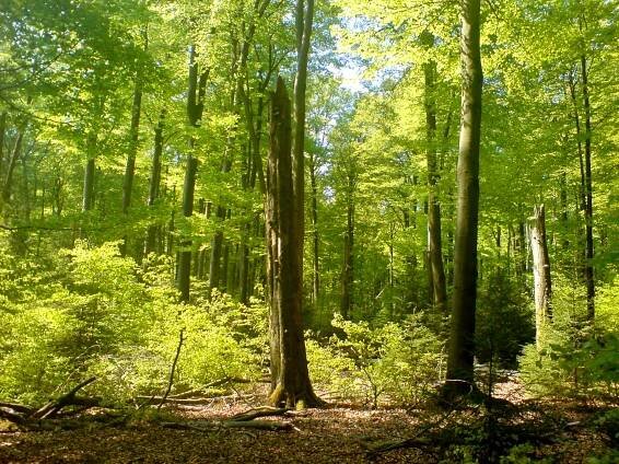 Naturverjüngung