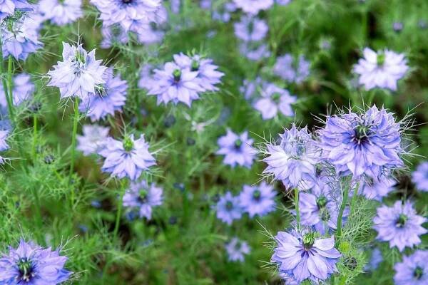 Černucha damašská (Nigella damascena)