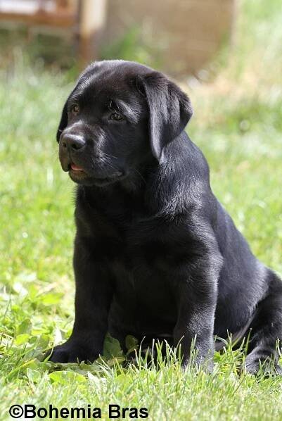 Ingeegoodbee of BB - LABRADORSKÝ RETRÍVR - chovatelská stanice BOHEMIA BRAS