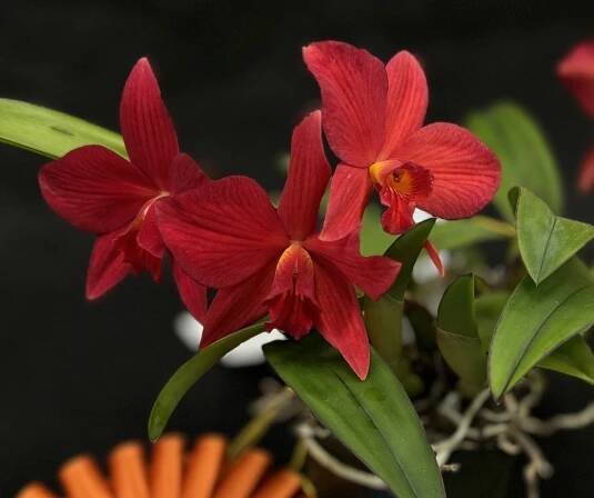 Previous Shows – San Diego County Orchid Society
