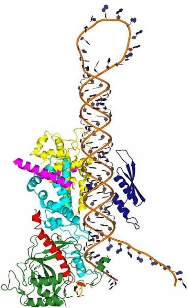 Narry Kim Lab | RNA biology – Institute for Basic Science and Seoul National University