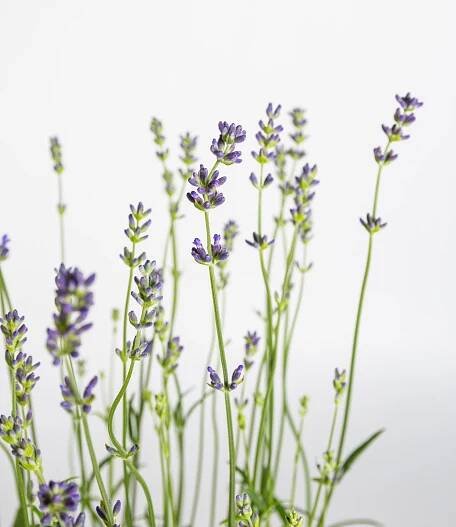 Levandule lékařská, Lavandula angustifolia Munstead, 3 l, skladem | ZAZUMi.cz