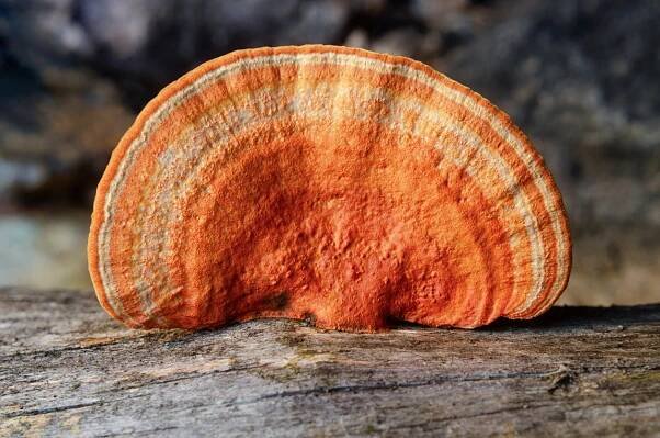 Ganoderma Lucidum