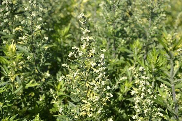 Artemisia vulgaris " Oriental Limelight " - pelyněk Zahradnictví Krulichovi - zahradnictví, květinářství, trvalky, skalničky